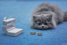 Wedding foto. Изображение 15676