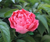 Цветочные аксессуары. Изображение 19167