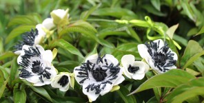 Цветочные аксессуары. Изображение 19153