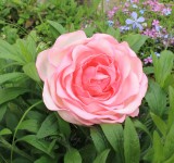 Свадебные аксессуары и декор. Изображение 19145