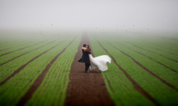 Свадьба. Изображение 31069