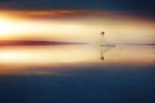 Свадьба. Изображение 31124