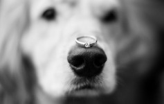 Wedding. Изображение 1812