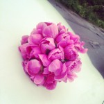 Картоньє. Изображение 21730