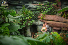 Свадьбы. Изображение 23995