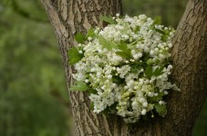 свадебные букеты. Изображение 22907 свадебные букеты. Изображение 22907