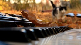 Разное. Изображение 23786