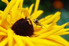 Разное. Изображение 23784