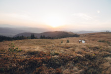 Wedding. Изображение 26025