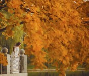 Wedding. Изображение 26014