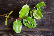 Свадьба Маши и Ильи. Изображение 28619