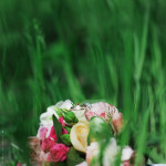 Свадебный. Изображение 29335