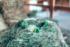 Woody Day. Изображение 30400