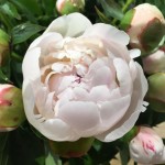 Букеты . Изображение 30680 Букеты . Изображение 30680