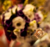 Wedding. Изображение 34350