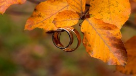 Свадьба. Изображение 47178