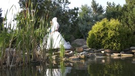 Свадьба. Изображение 47183