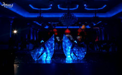 Шоу бабочек и световое шоу. Изображение 52253