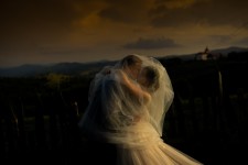 Wedding moments. Изображение 54721