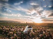 Wedding. Изображение 74263