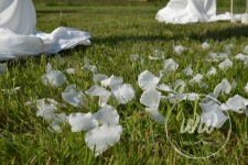 Свадьбы в светлых тонах . Изображение 65785