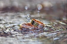 Свадебное портфолио. Изображение 65691