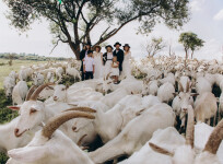 AMISH WEDDING. Изображение 71483