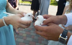 Выездная церемония. Изображение 7808 Выездная церемония. Изображение 7808