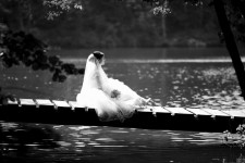 Свадебная фотосъемка. Изображение 10234