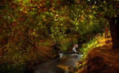 Свадебное фото. Изображение 922