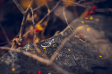 Wedding Day. Изображение 11113