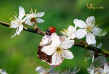 Свадьба 25,04,2015. Изображение 11290