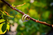 Wedding. Изображение 11691