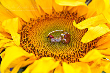 Love Story. Изображение 11716