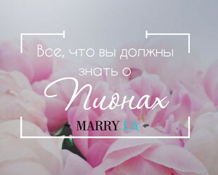 Что нужно знать о пионах на свадьбе. Что нужно знать о пионах на свадьбе.