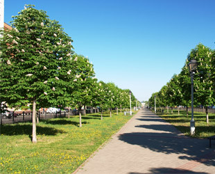 Каштановая аллея - лого