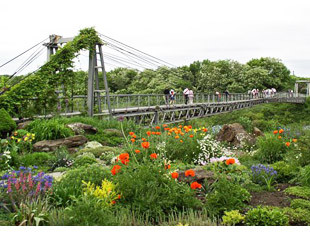 Ботанический сад в Кривом Роге - лого