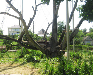 Запорожский дуб - лого