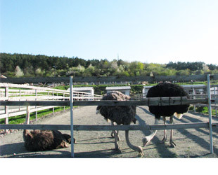 Денисовская страусиная ферма Денисовская страусиная ферма - лого