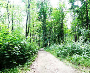 Сырецкий Гай - лого