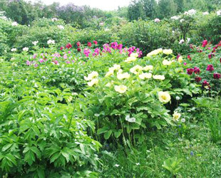 Ботанический сад в Сумах - лого