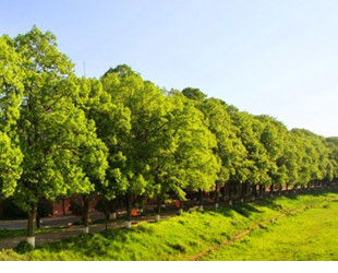 Липовая (Сакуровая) аллея - лого