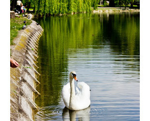 Парк Лебединое озеро - лого