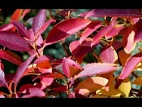 Свадебное видео. Видео 4408 Свадебное видео. Видео 4408