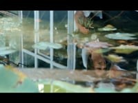 Портфоліо. Видео 4080