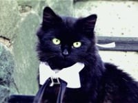 Свадебное видео. Видео 2526