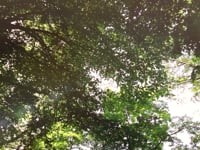 Свадебное видео. Видео 1009